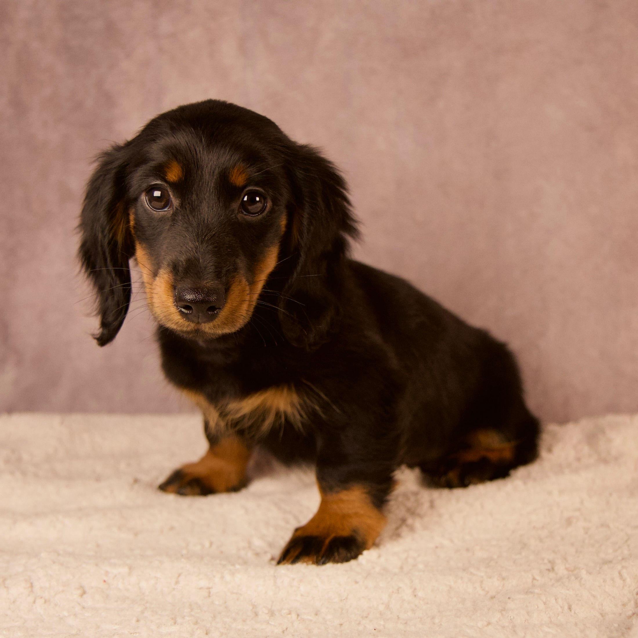 Clint Miniature Dachshund