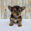 Thumbnail: Kyra Morkie