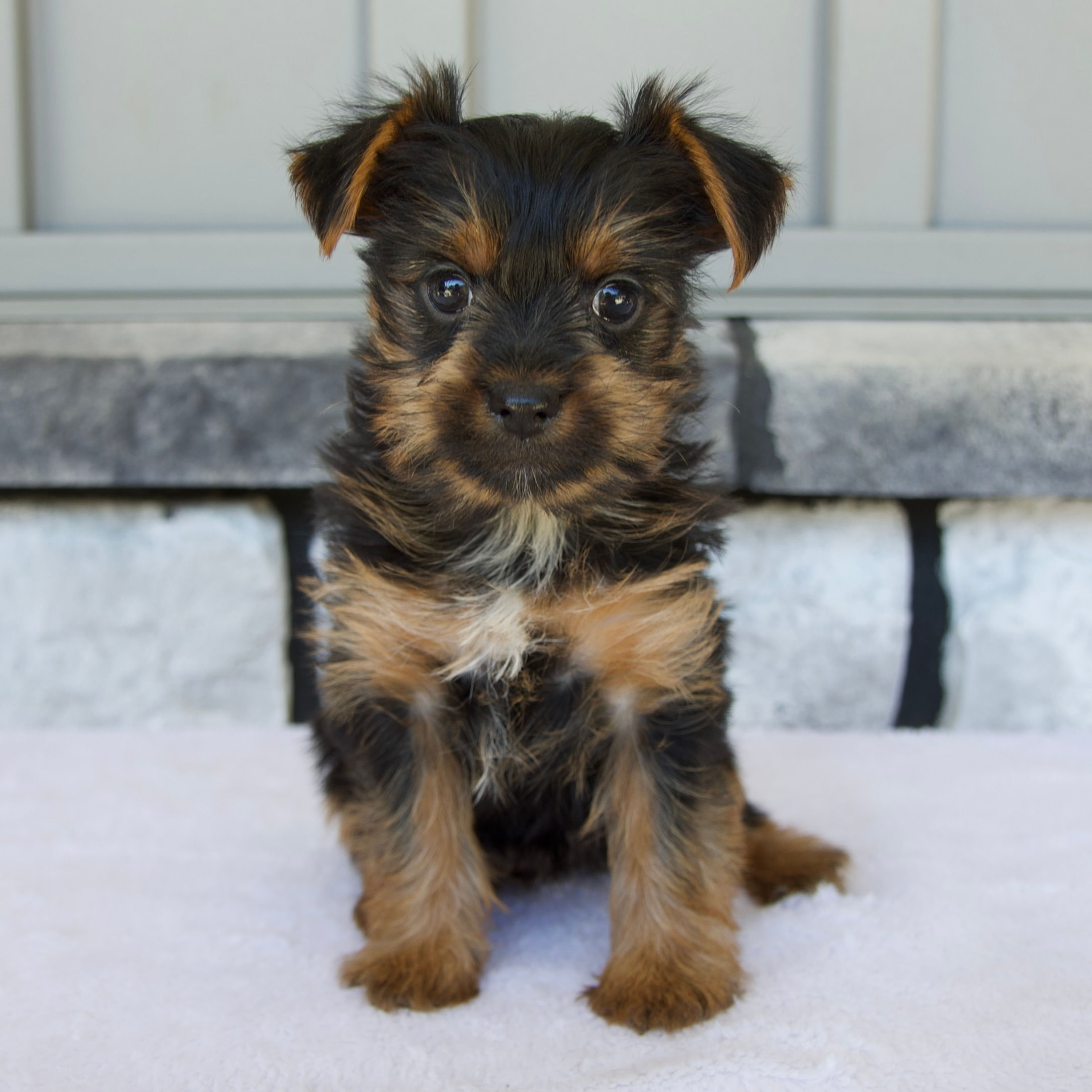yorkie