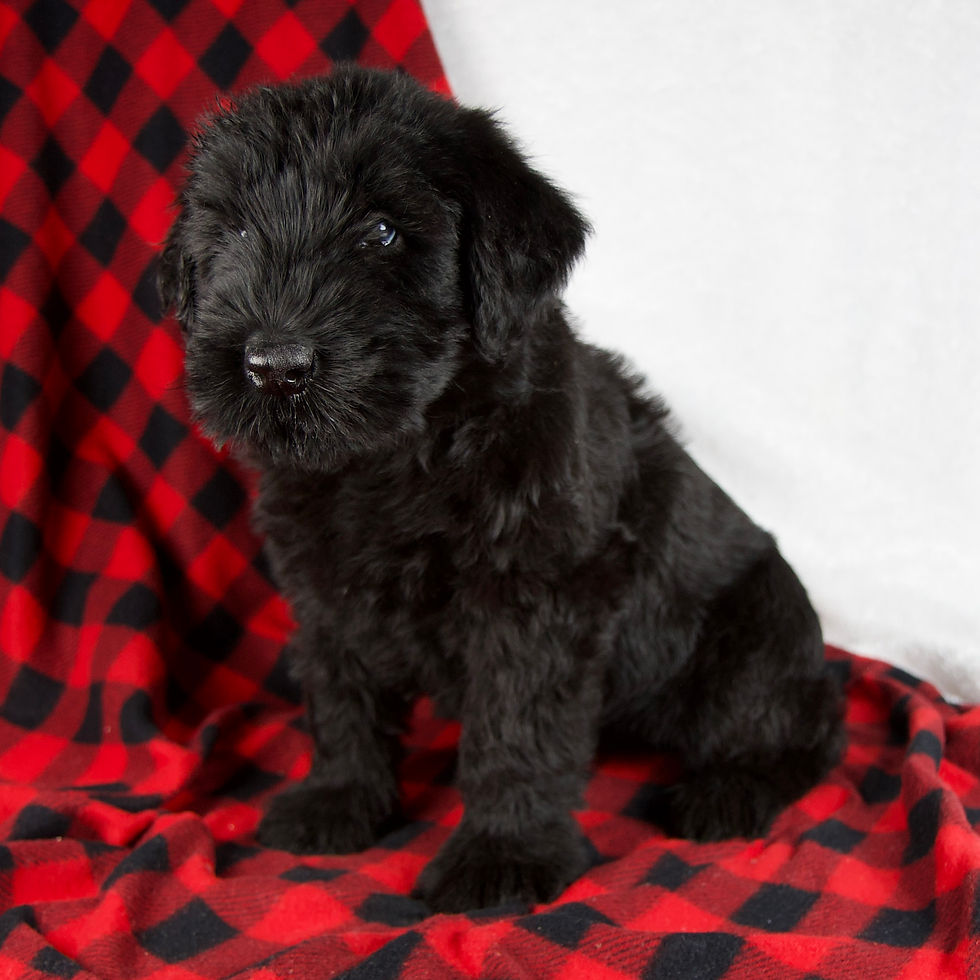 Thumbnail: Giant Schnauzer