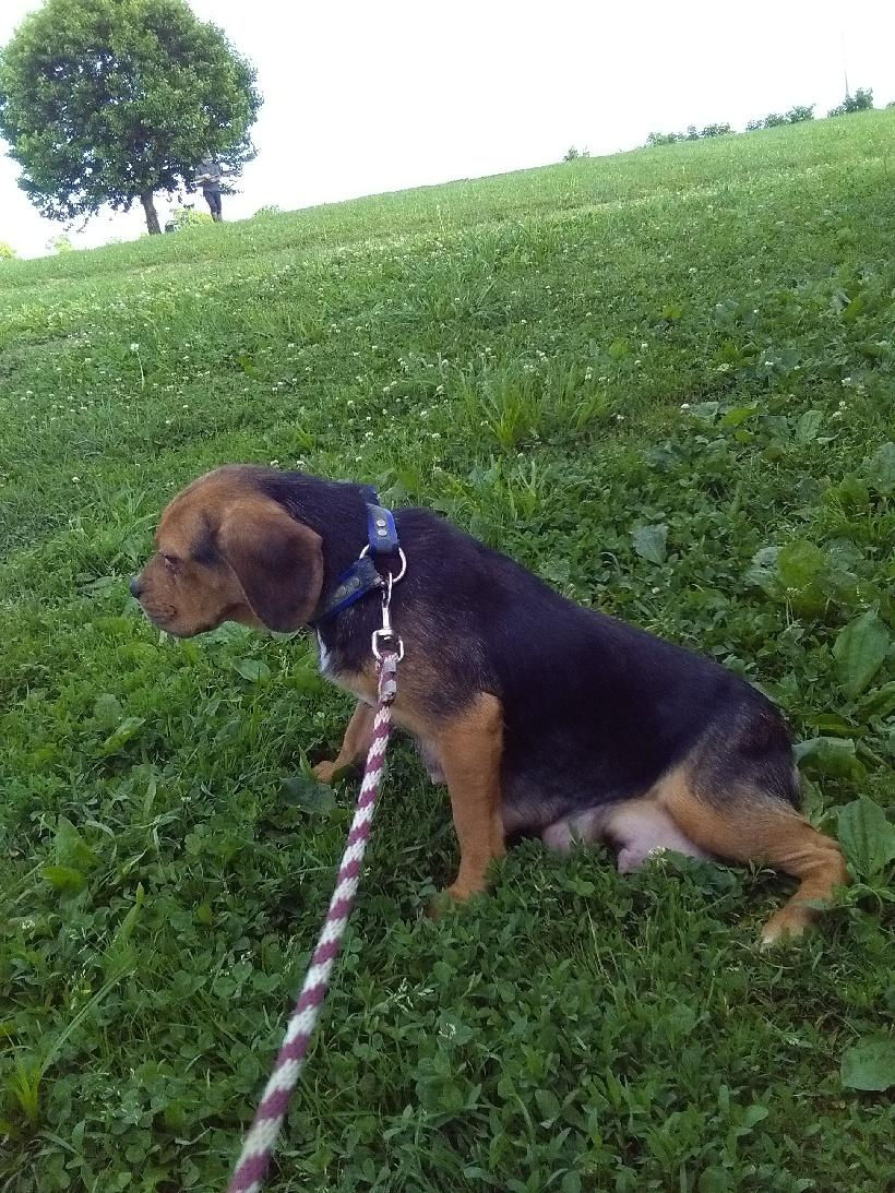 Thumbnail: beagle
