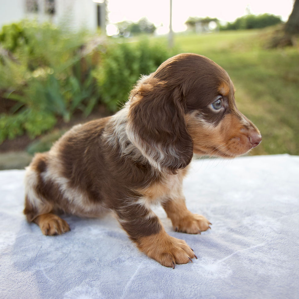 Thumbnail: Forest Dachshund