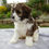 Thumbnail: cavapoo