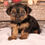 Thumbnail: Jace Yorkshire Terrier