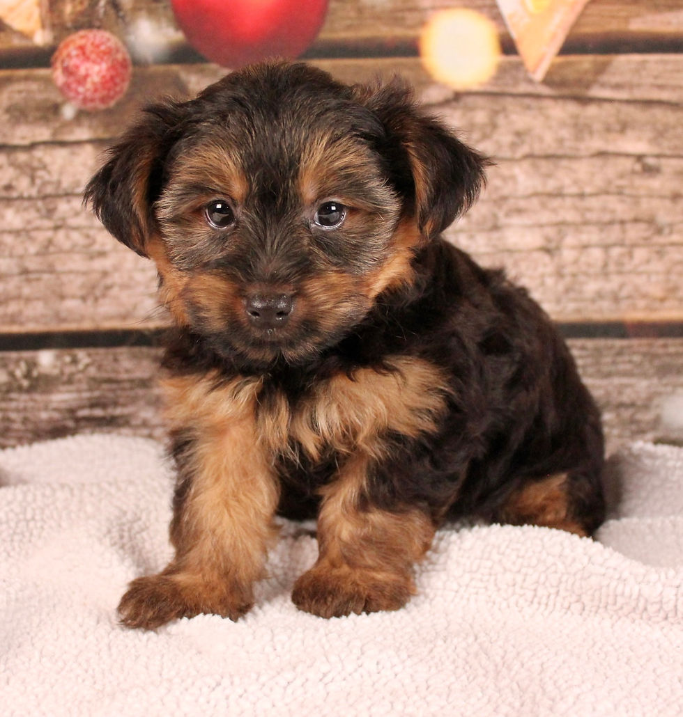 Jace Yorkshire Terrier