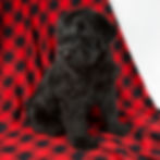 Thumbnail: Giant Schnauzer