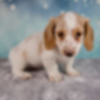 Thumbnail: Miniature Dachshund