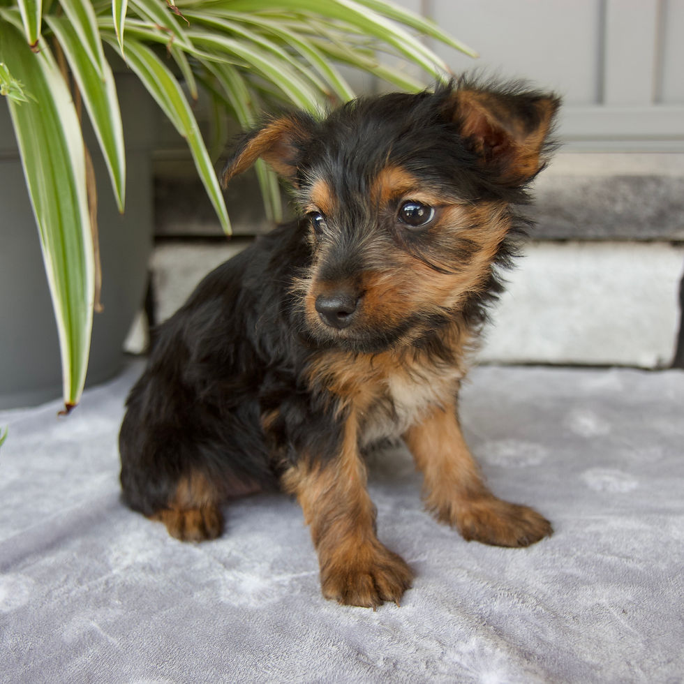 Thumbnail: Yorkie