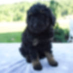 Mini Beredoodle