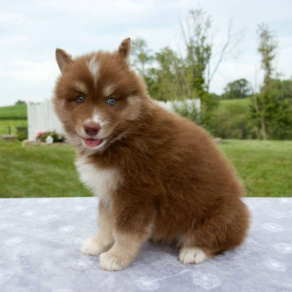 Thumbnail: Bria Pomsky