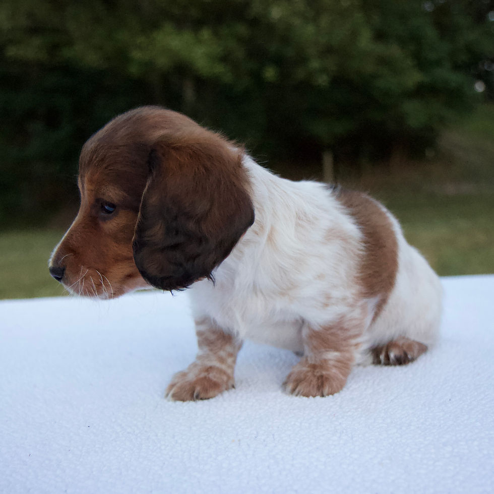 Thumbnail: Miniature Dachshund