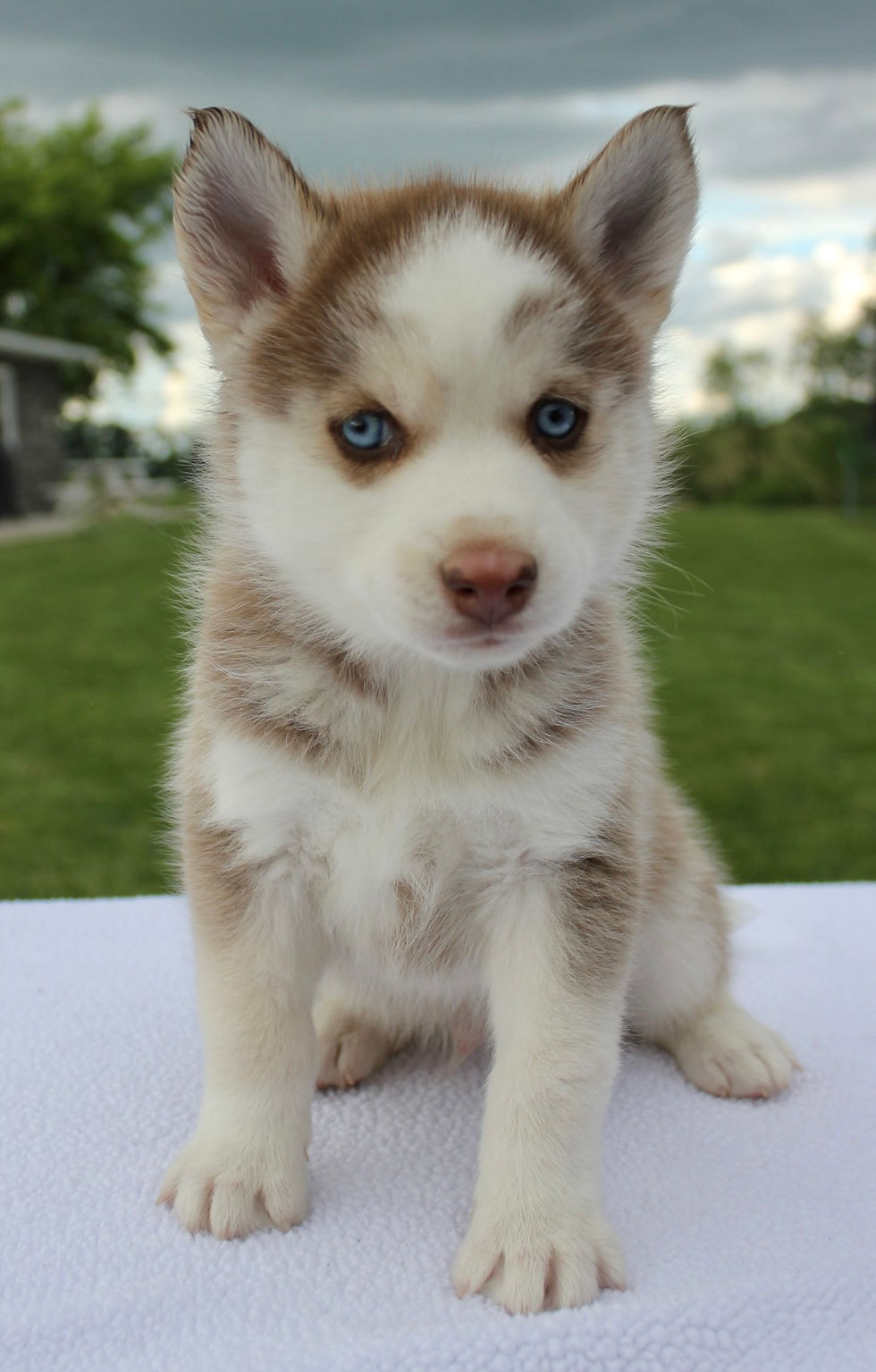Beau