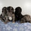 Thumbnail: Schnoodle Trista Future litter