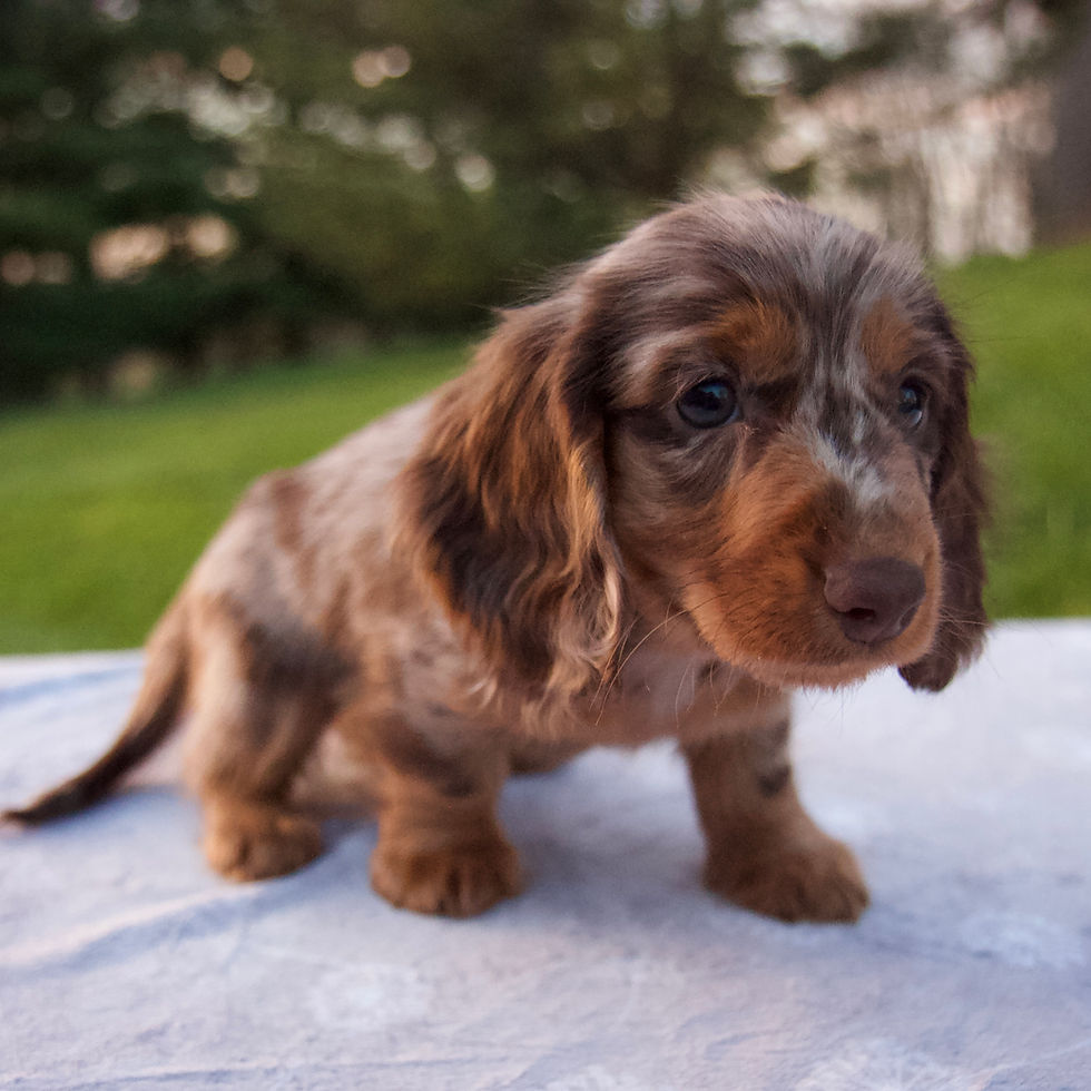 Thumbnail: Lance Dachshund