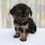 Thumbnail: Kara Morkie