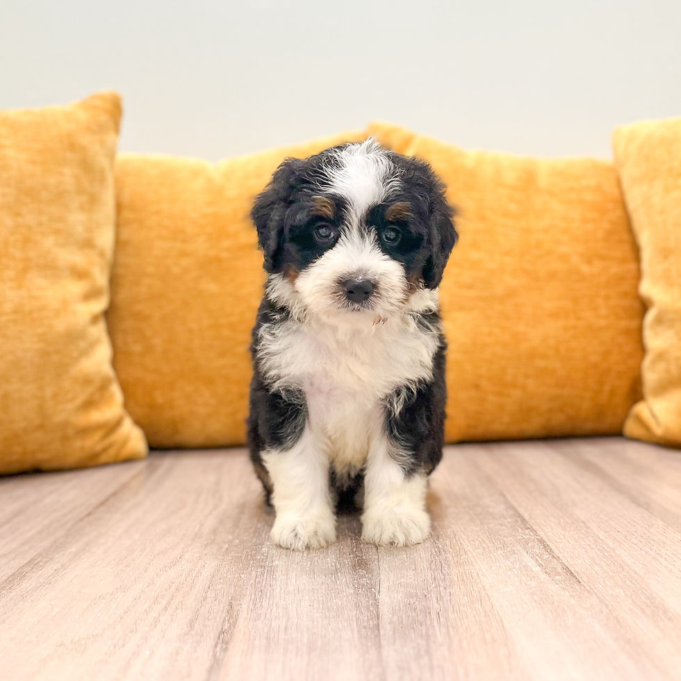 Thumbnail: Haven Mini Bernedoodle