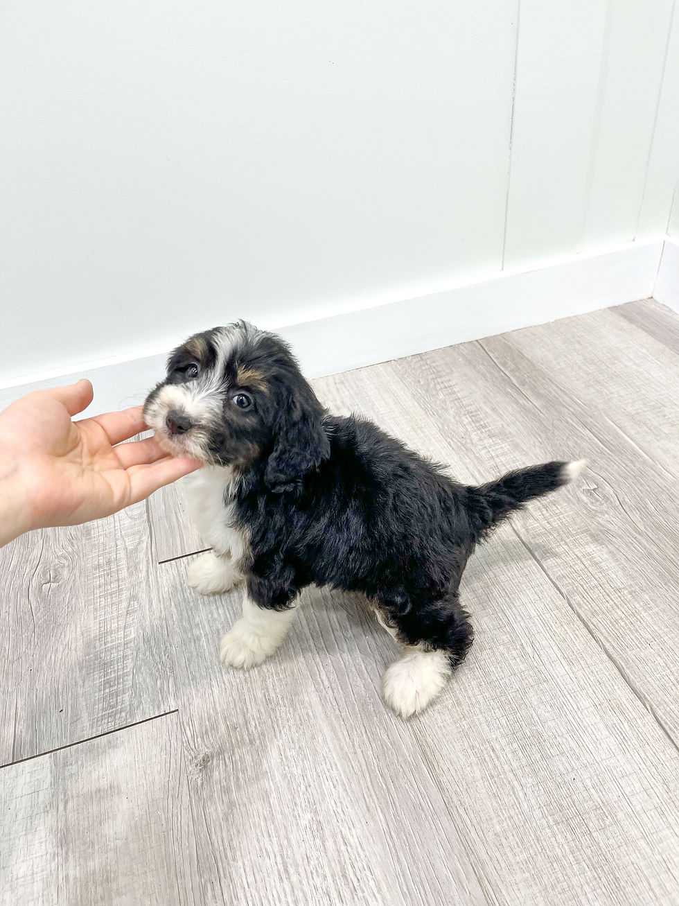 Thumbnail: Bernedoodle