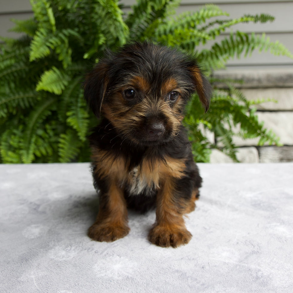 Thumbnail: Carla Yorkie