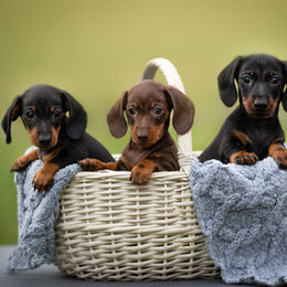 Three little and cute puppies dachshund .jpg