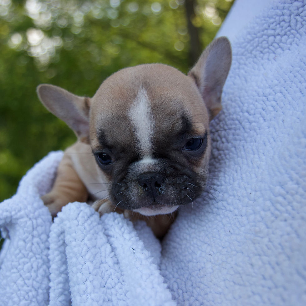 Thumbnail: French Bulldog