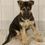 Thumbnail: Lacie German Shepherd