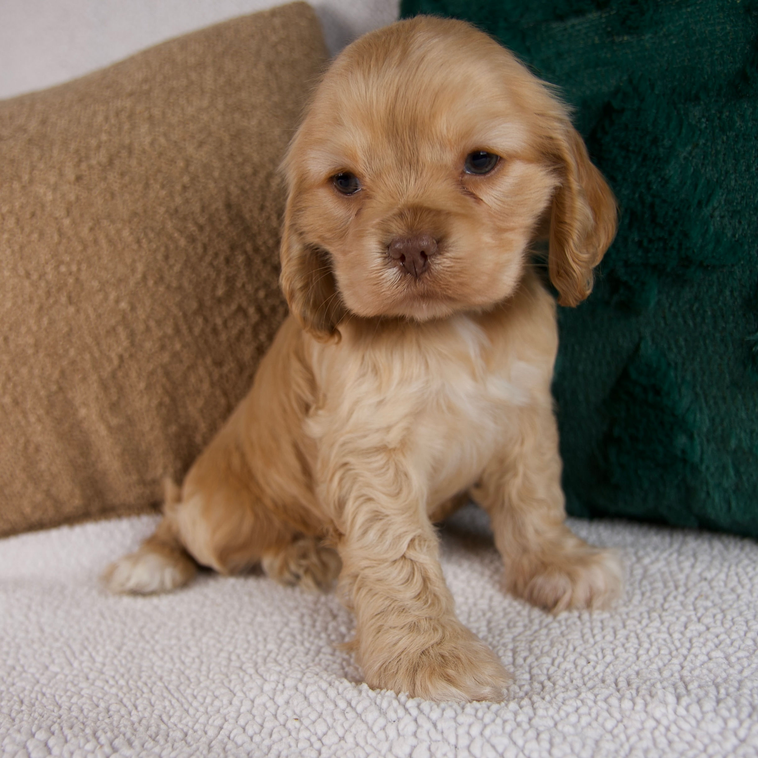 Ruby Cocker Spaniel