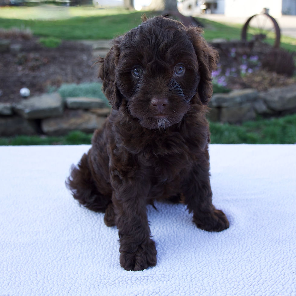 cavapoo