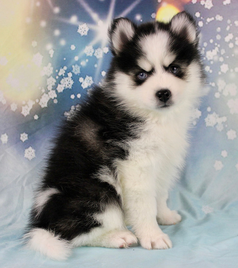 Thumbnail: Holly