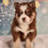 Thumbnail: Pomsky