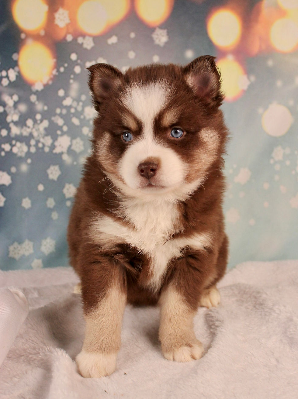 Thumbnail: Pomsky