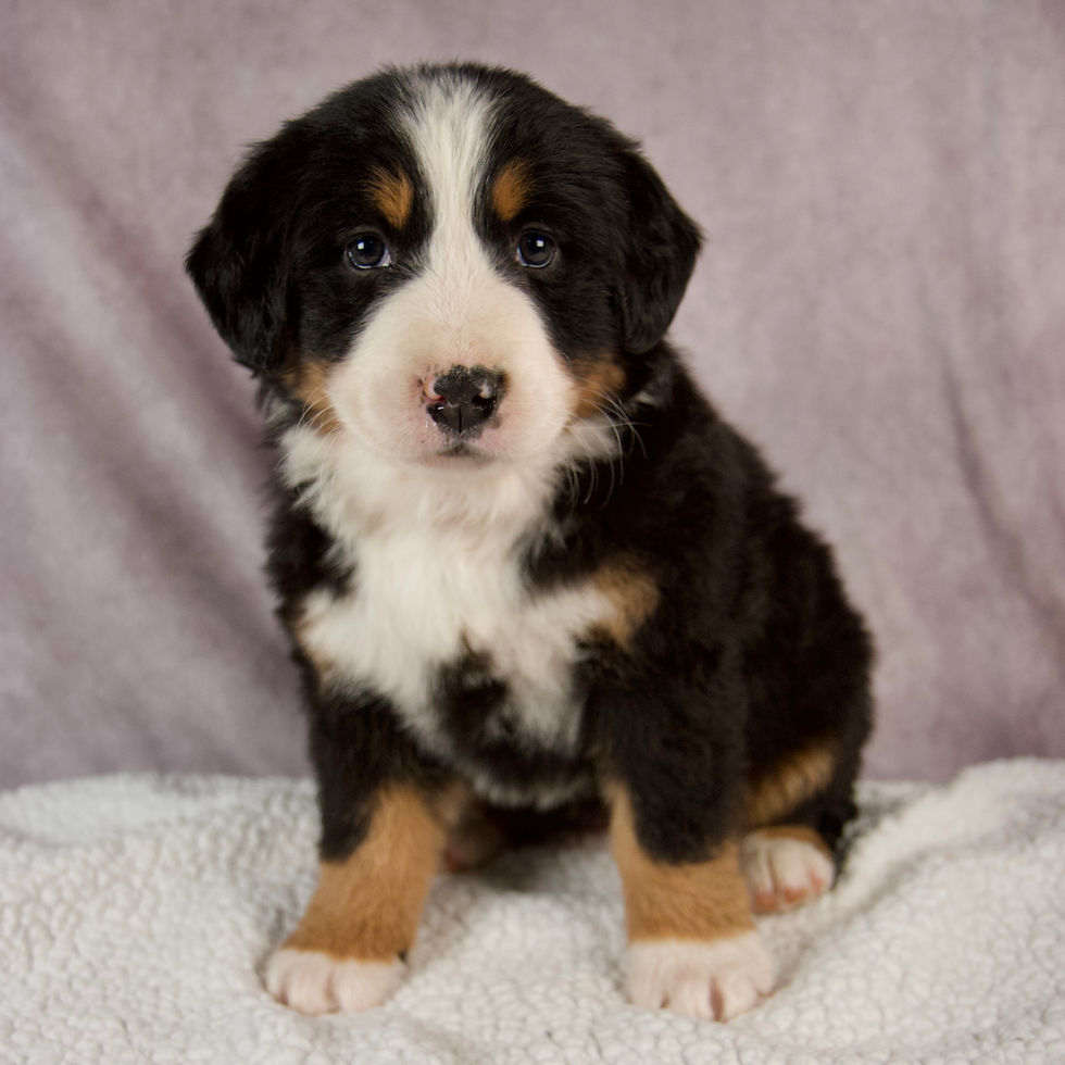 Thumbnail: Eden Bernese Mt. Dog