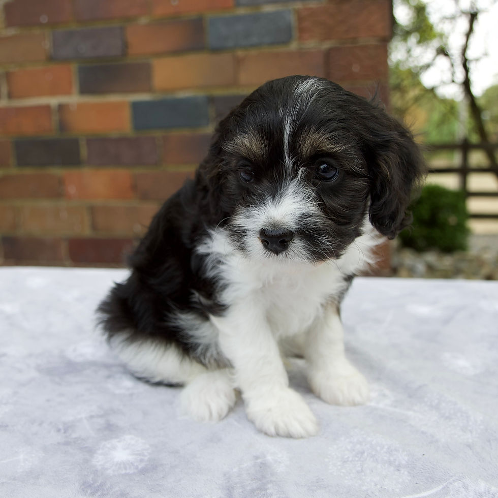 Thumbnail: Cavapoo