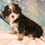 Thumbnail: Sadie Mini Bernedoodle