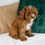 Thumbnail: Cavapoo