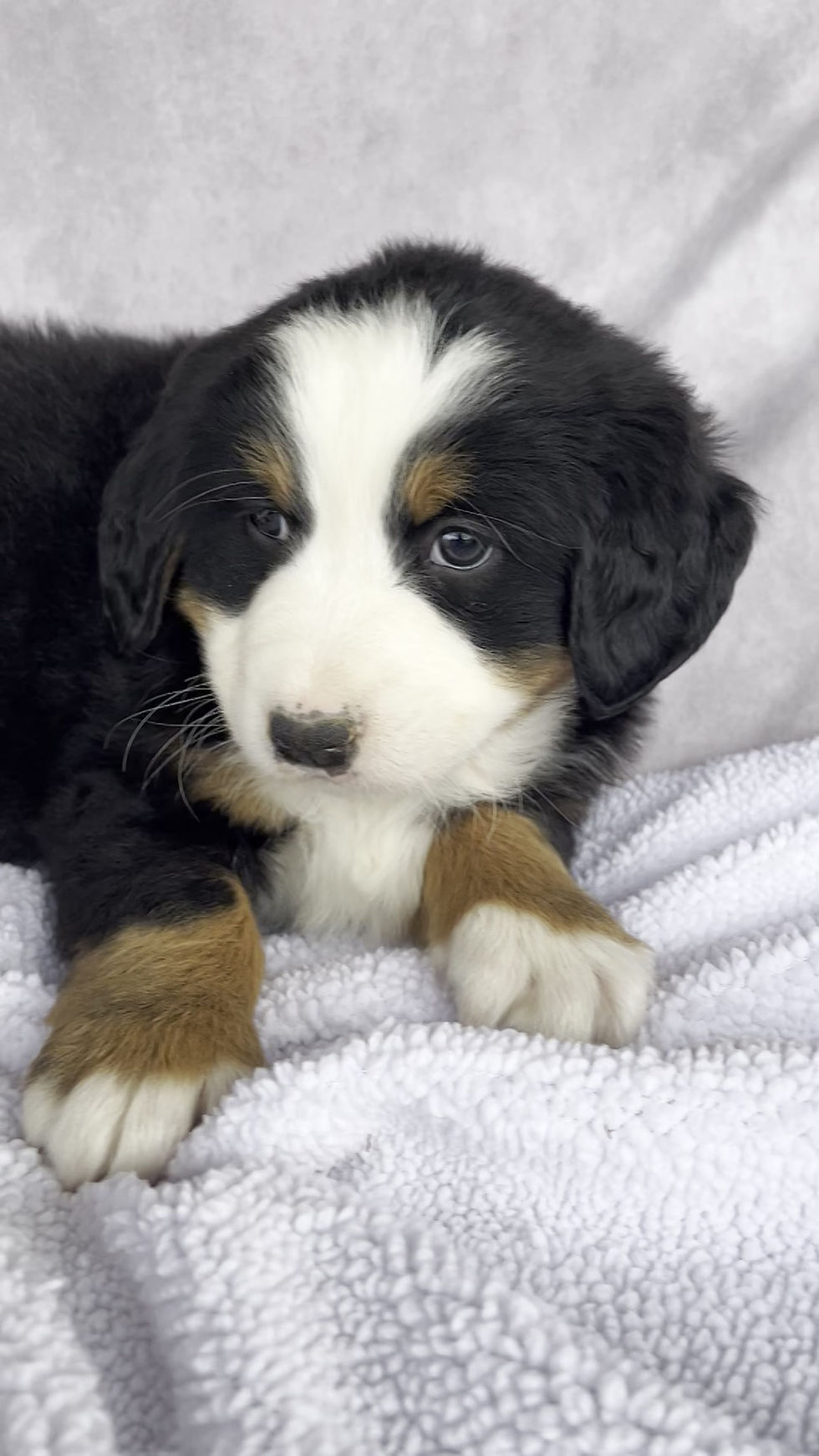 Thumbnail: Nala