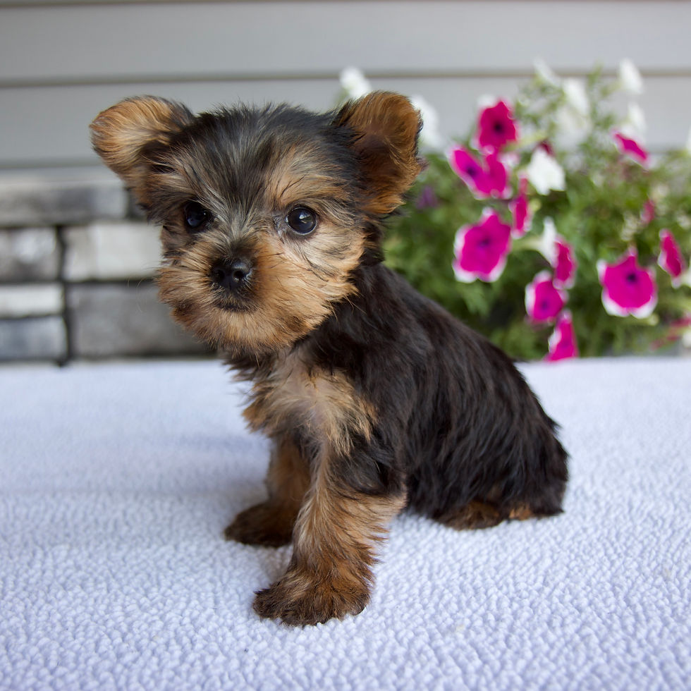 Thumbnail: Tiny Yorkie