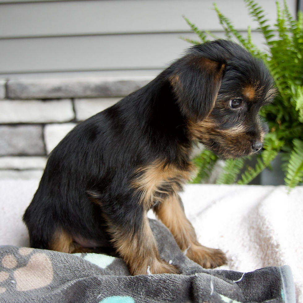 Thumbnail: morkie