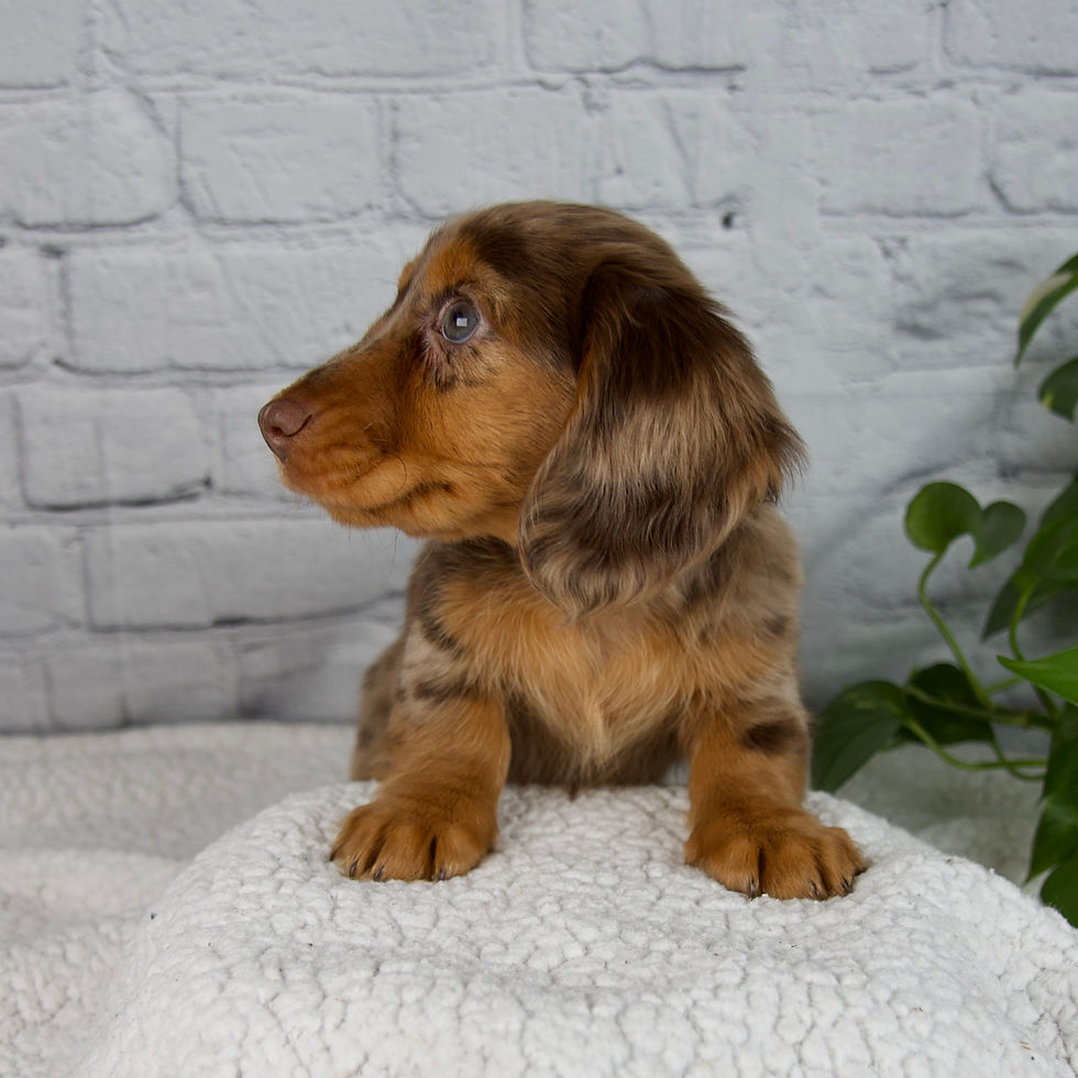 Dachshund