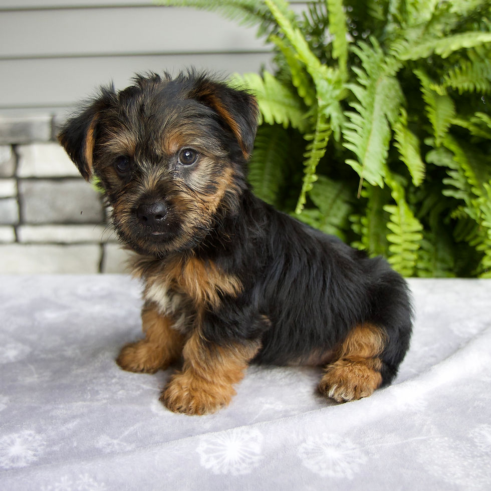Thumbnail: Koby Yorkie