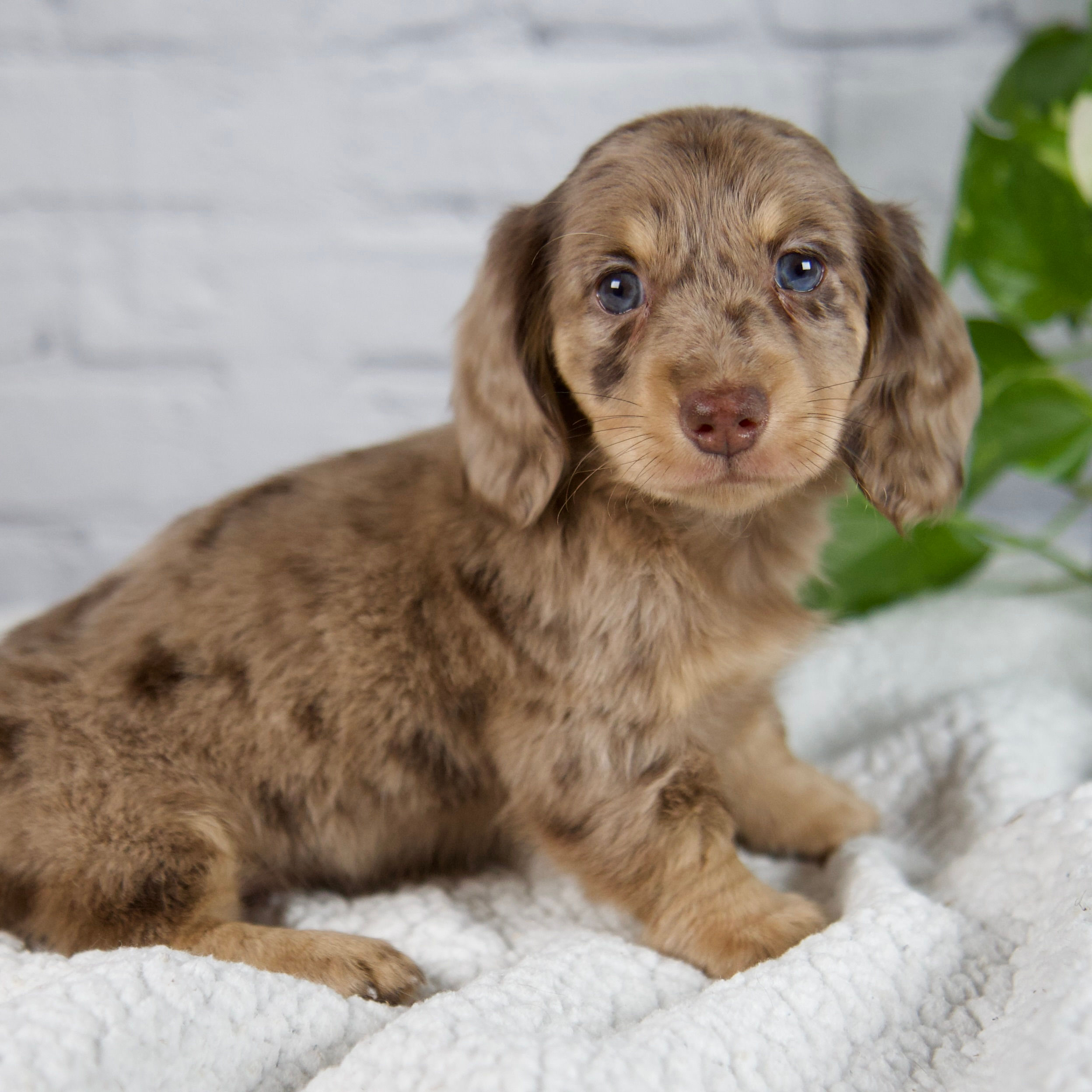Maddie Minature Dachsund