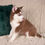 Thumbnail: pomsky