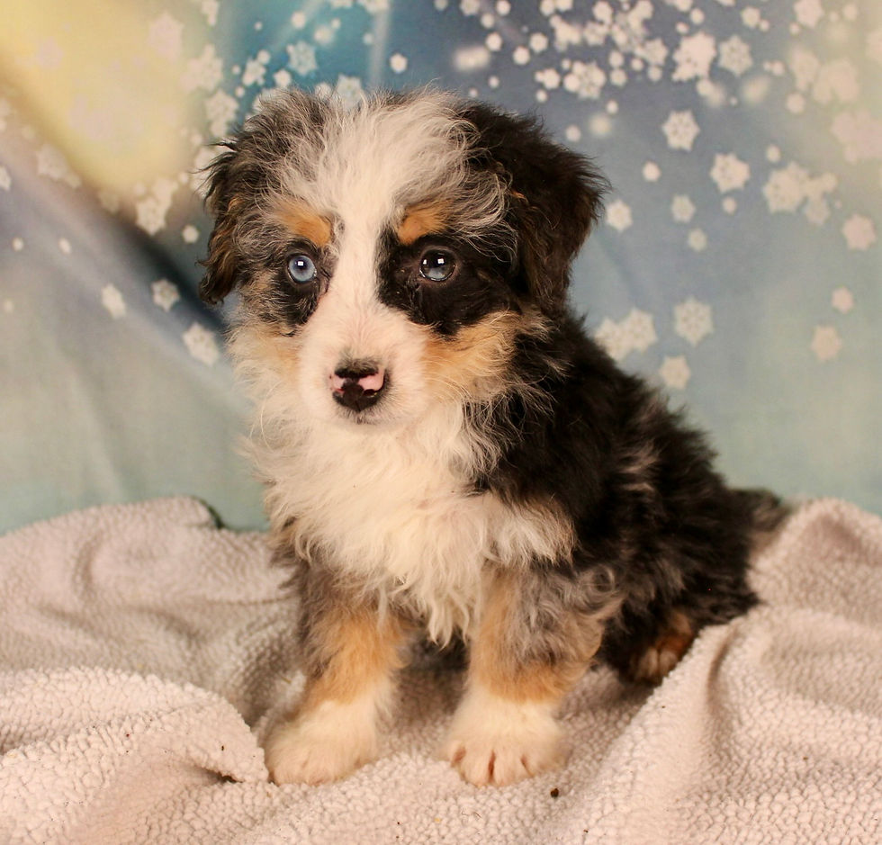 Sage Mini Bernedoodle