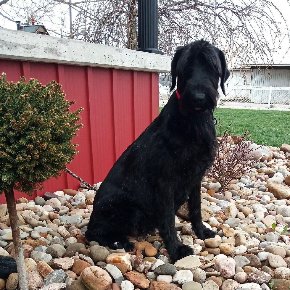 Thumbnail: Giant Schnauzer