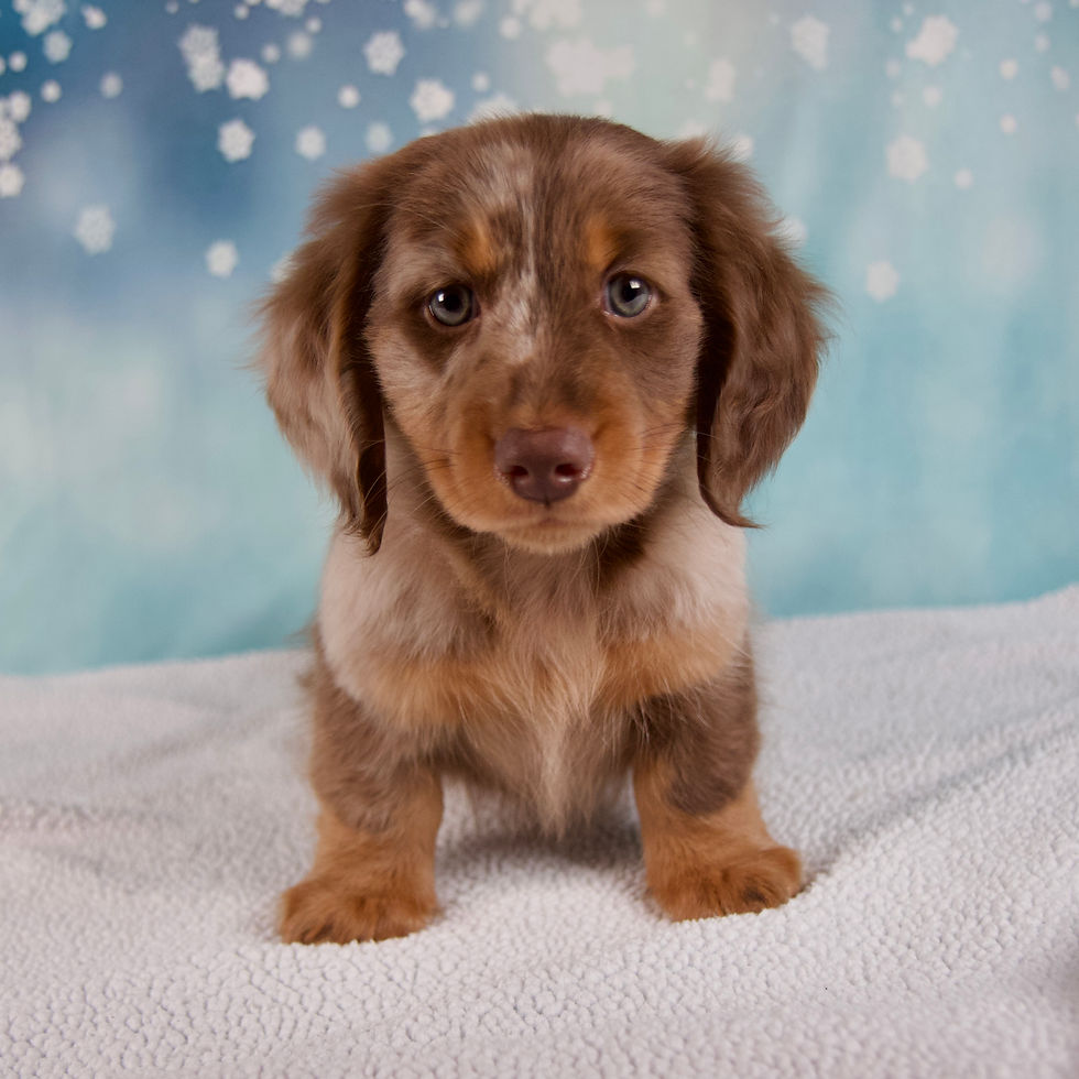 Dachshund