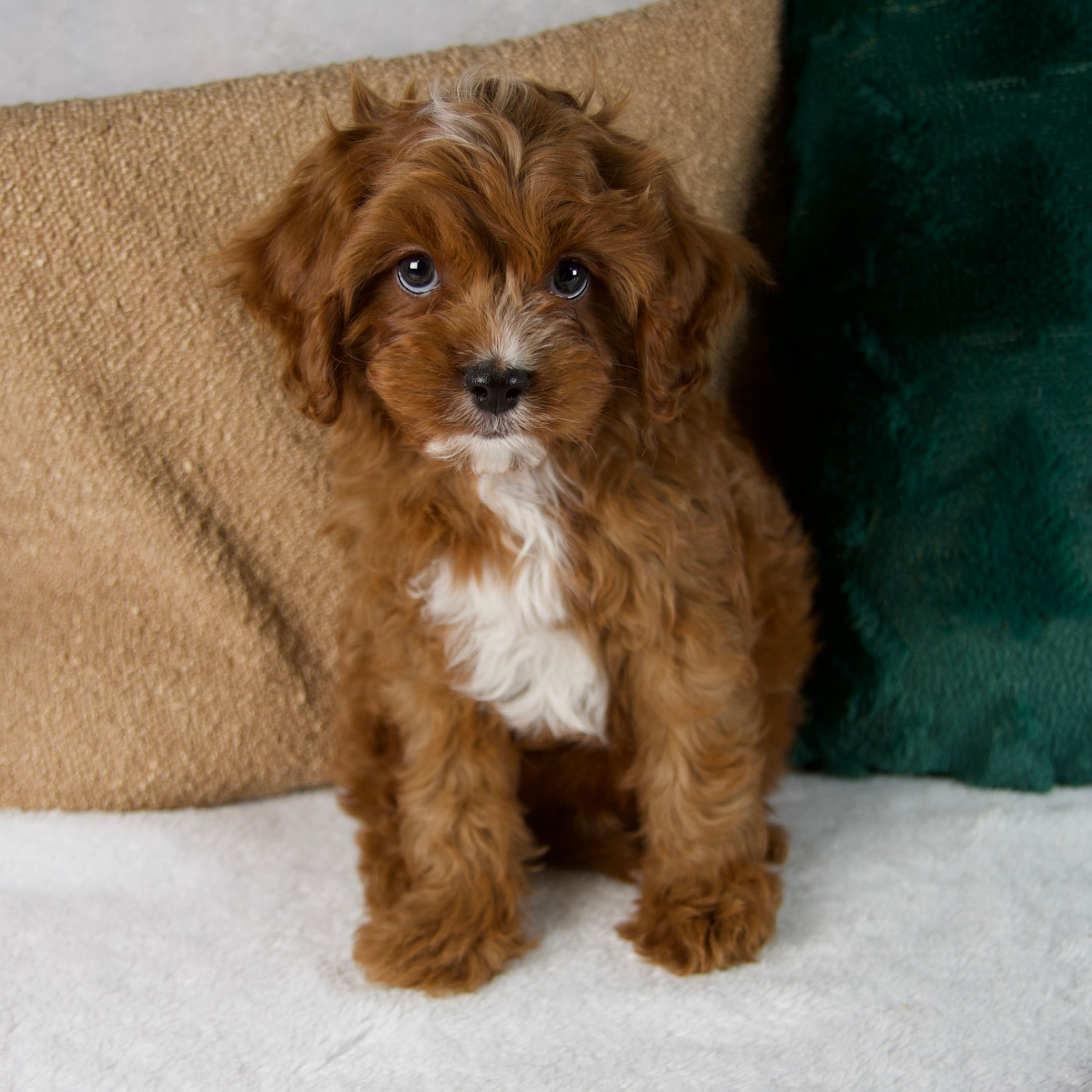 Cavapoo