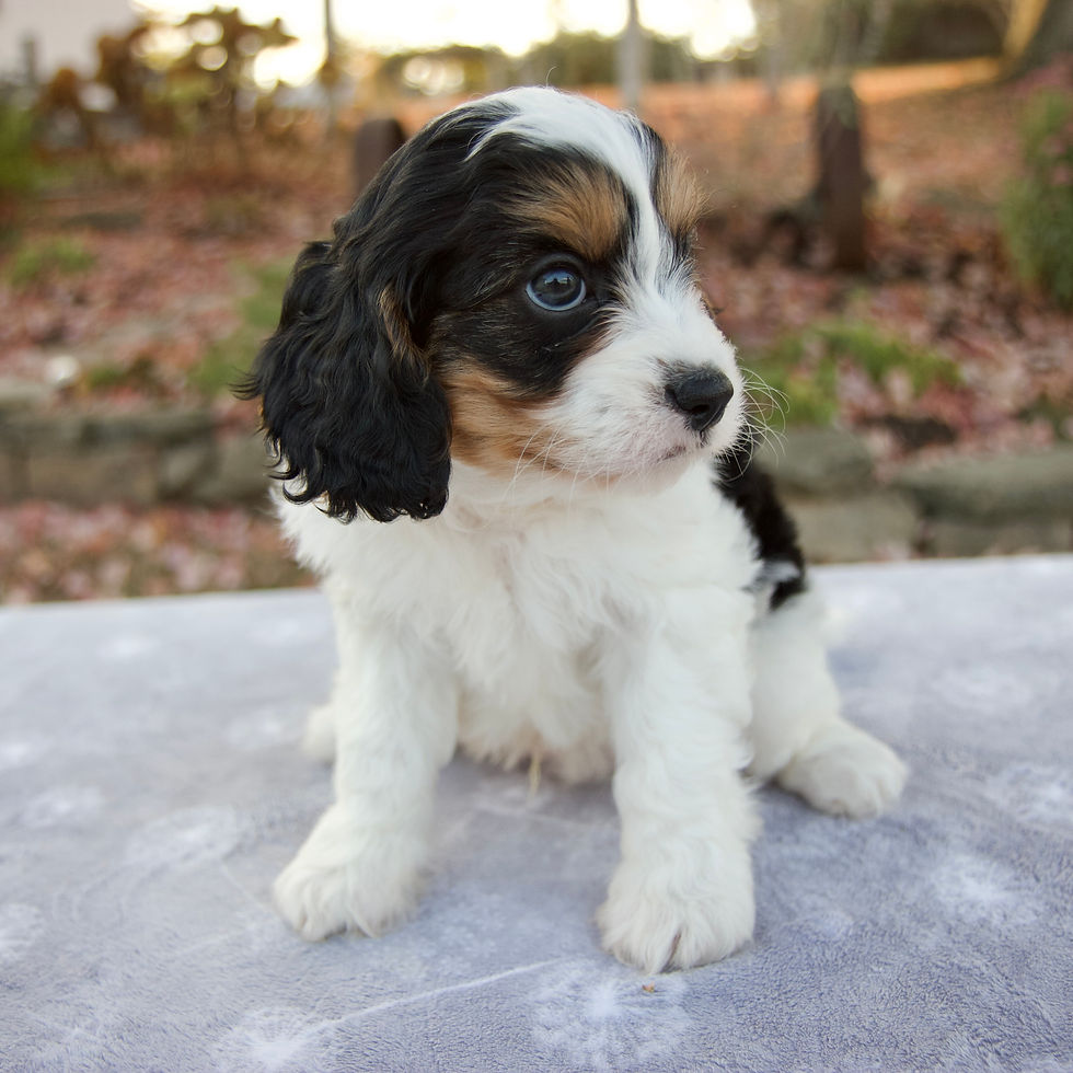 Thumbnail: Cavapoo