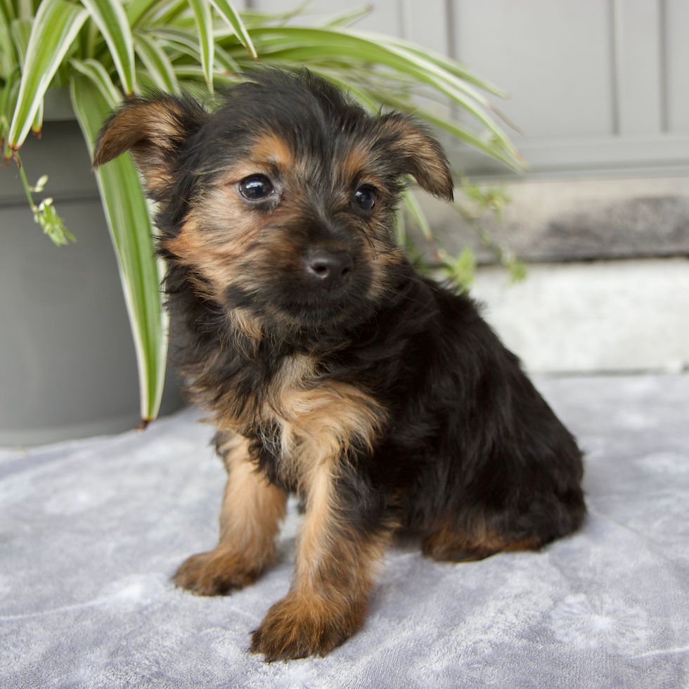 Thumbnail: Yorkie