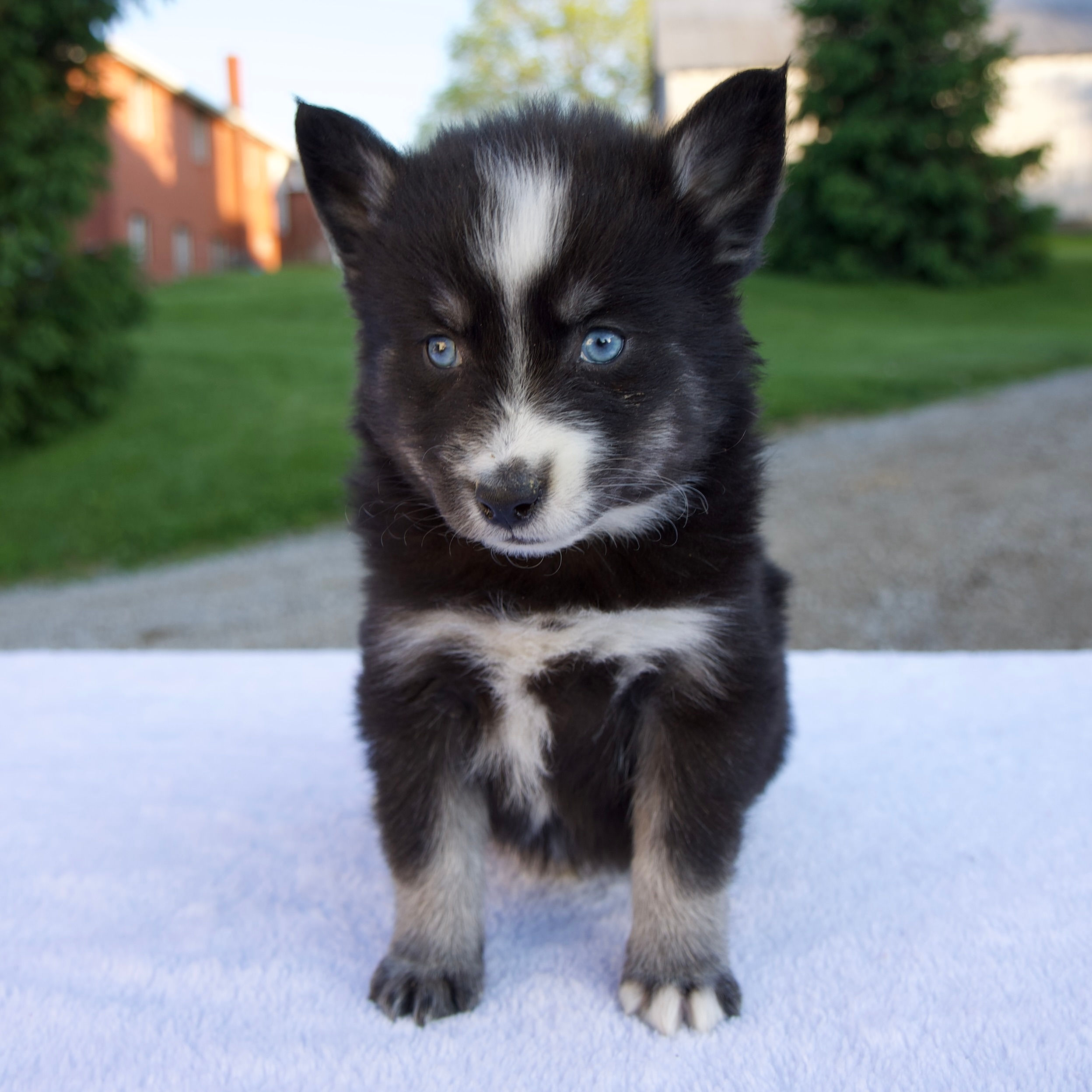 Maverick Pomsky