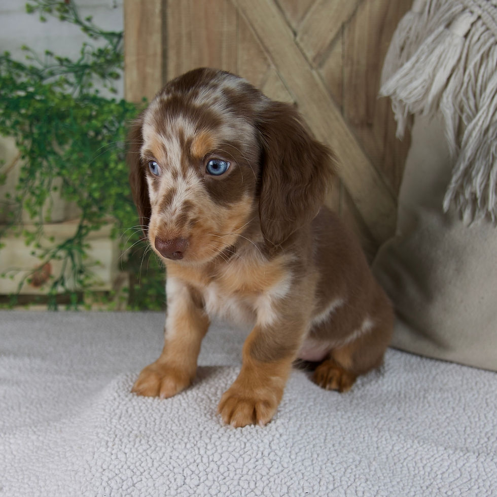 Thumbnail: Bella Miniature Dachshund