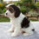 Thumbnail: Cavapoo